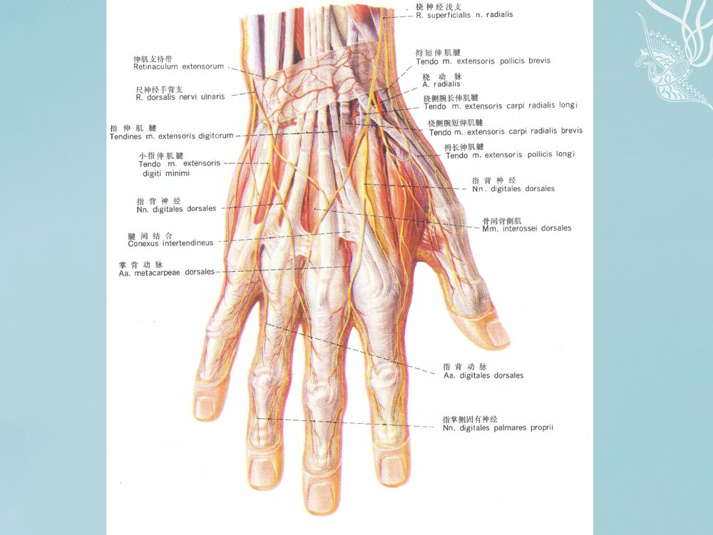 掌骨骨折PPT课件下载(共62页·可编辑修改)9