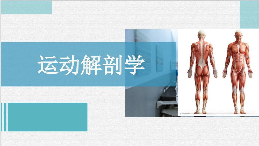 运动解剖学PPT课件下载(共65页·可编辑修改)1