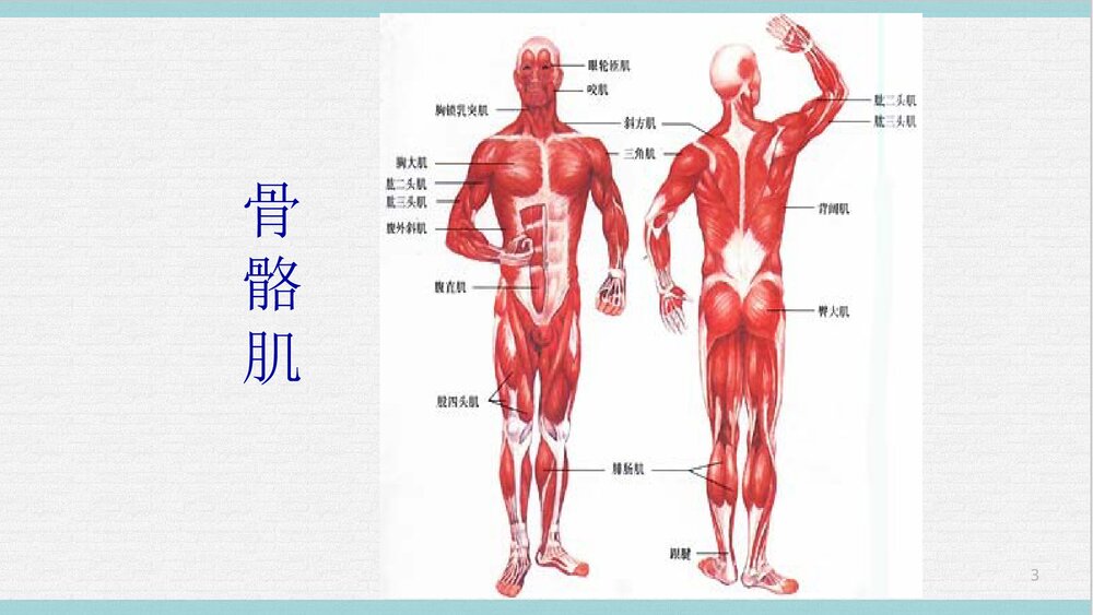 运动解剖学PPT课件下载(共65页·可编辑修改)3