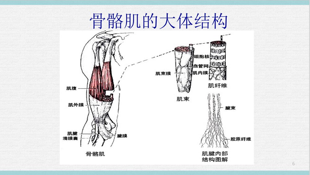 运动解剖学PPT课件下载(共65页·可编辑修改)6