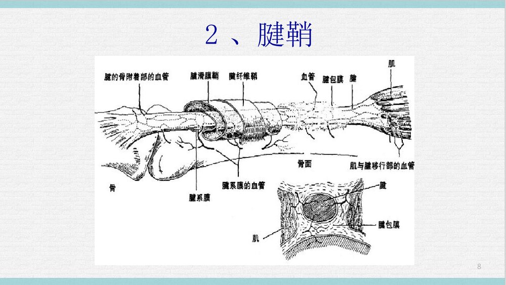 运动解剖学PPT课件下载(共65页·可编辑修改)8