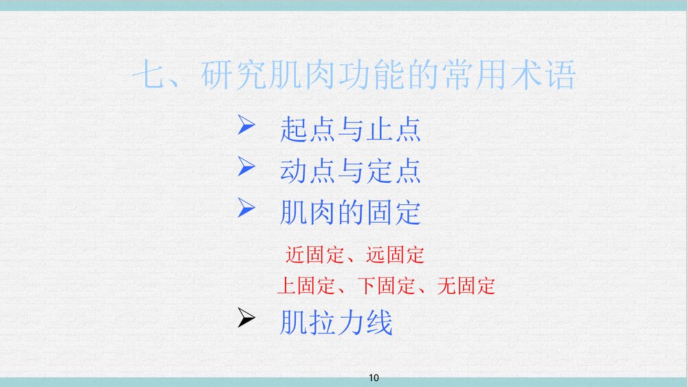 运动解剖学PPT课件下载(共65页·可编辑修改)10