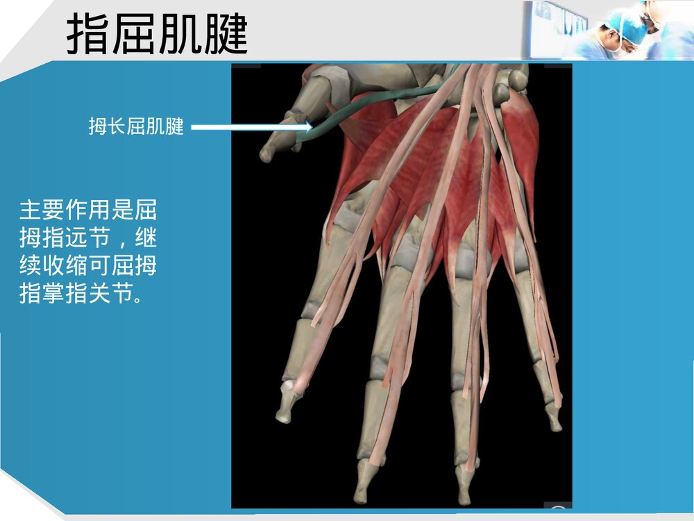 手部肌腱解剖及功能PPT课件下载(共37页·可编辑修改)4