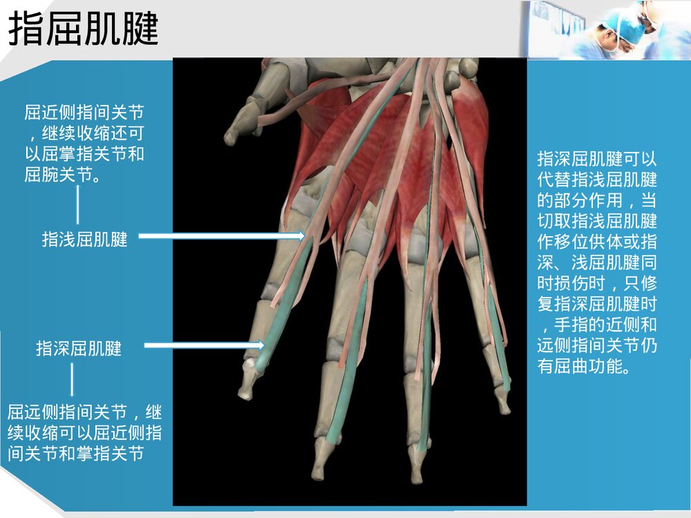 手部肌腱解剖及功能PPT课件下载(共37页·可编辑修改)5