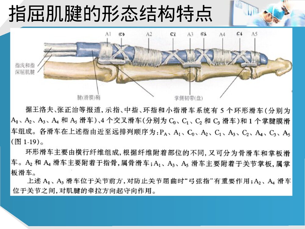 手部肌腱解剖及功能PPT课件下载(共37页·可编辑修改)9