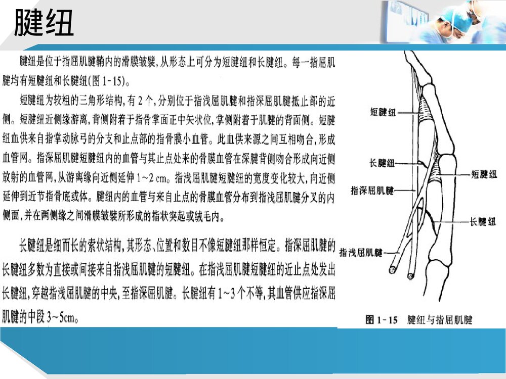 手部肌腱解剖及功能PPT课件下载(共37页·可编辑修改)10