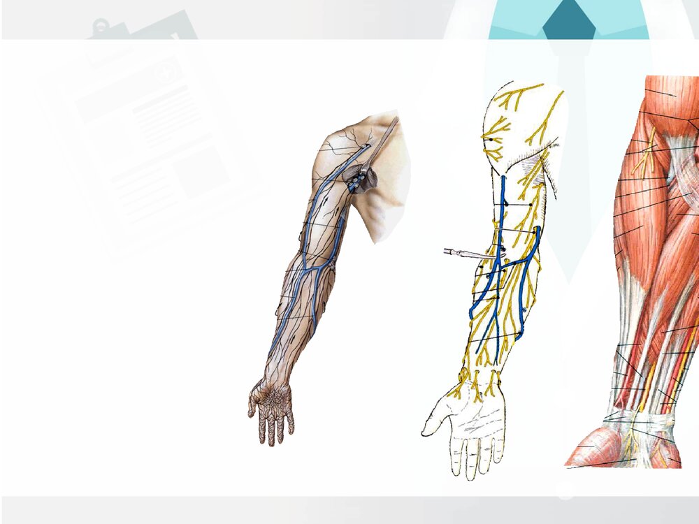前臂与手局部解剖PPT课件下载(共30页·可编辑修改)3