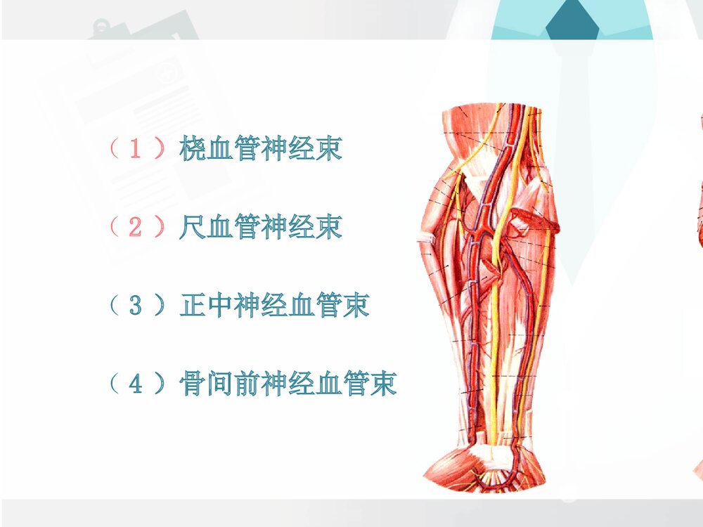 前臂与手局部解剖PPT课件下载(共30页·可编辑修改)4