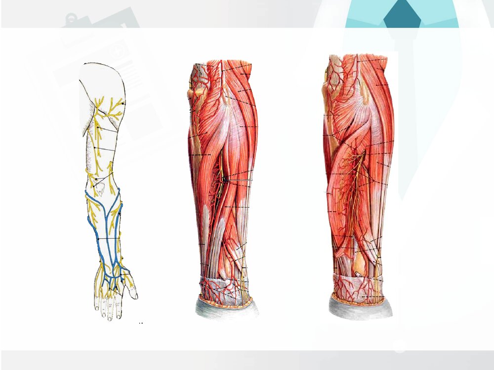 前臂与手局部解剖PPT课件下载(共30页·可编辑修改)6