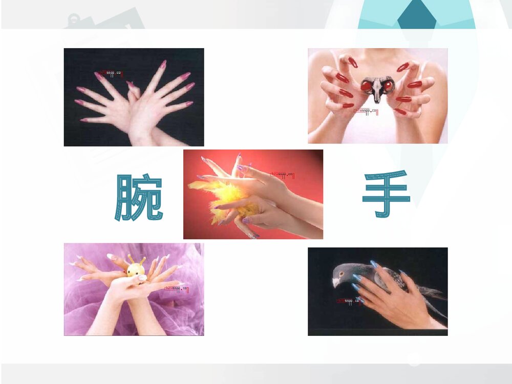 前臂与手局部解剖PPT课件下载(共30页·可编辑修改)7