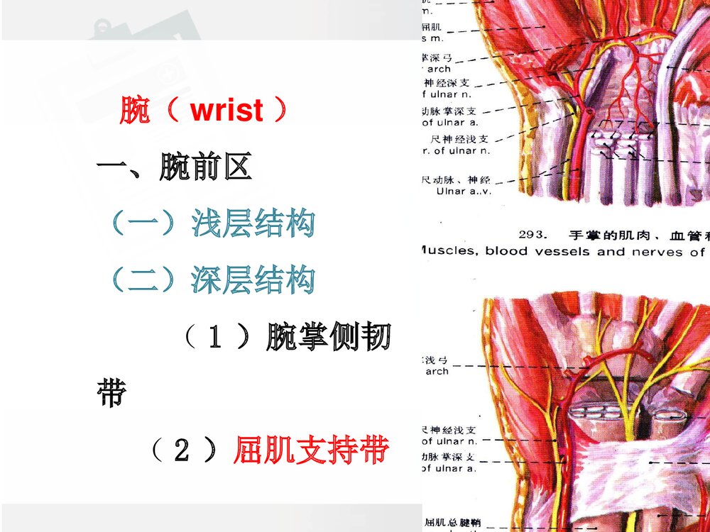 前臂与手局部解剖PPT课件下载(共30页·可编辑修改)8