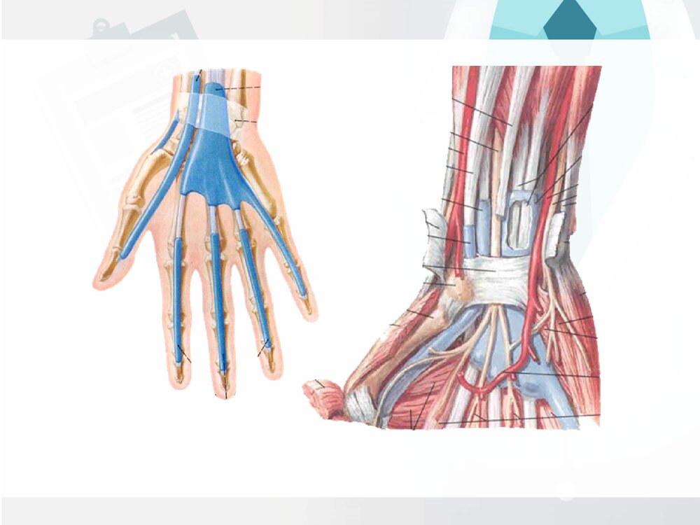 前臂与手局部解剖PPT课件下载(共30页·可编辑修改)10
