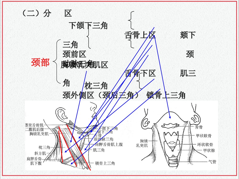 颈部肌肉介绍PPT课件下载(共35页·可编辑修改)3