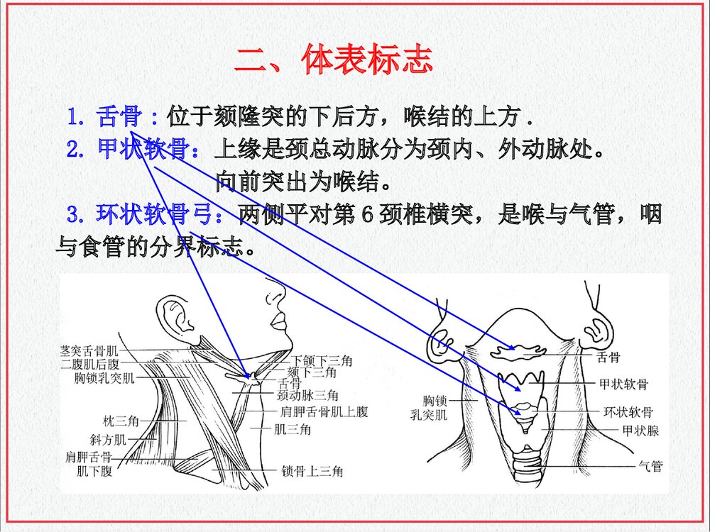 颈部肌肉介绍PPT课件下载(共35页·可编辑修改)4