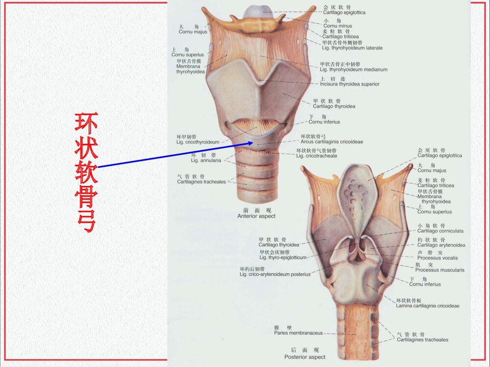 颈部肌肉介绍PPT课件下载(共35页·可编辑修改)5