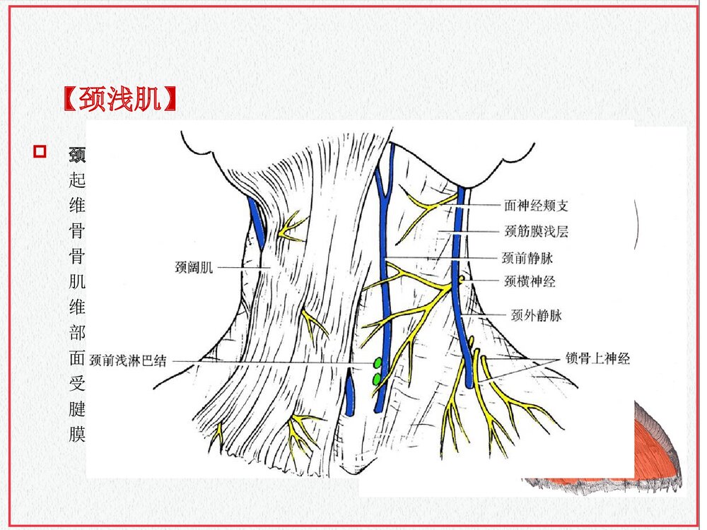 颈部肌肉介绍PPT课件下载(共35页·可编辑修改)7