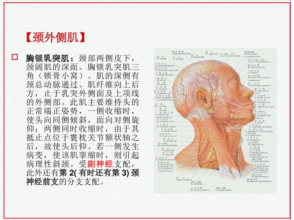 颈部肌肉介绍PPT课件下载(共35页·可编辑修改)8