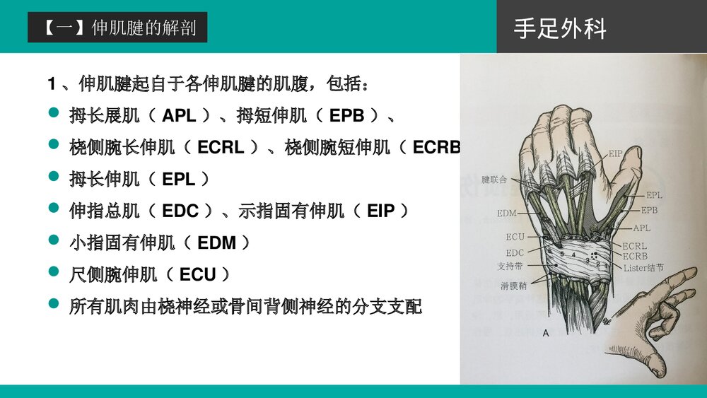 伸肌腱的损伤培训PPT课件下载(共42页·可编辑修改)5