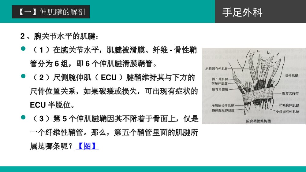 伸肌腱的损伤培训PPT课件下载(共42页·可编辑修改)6