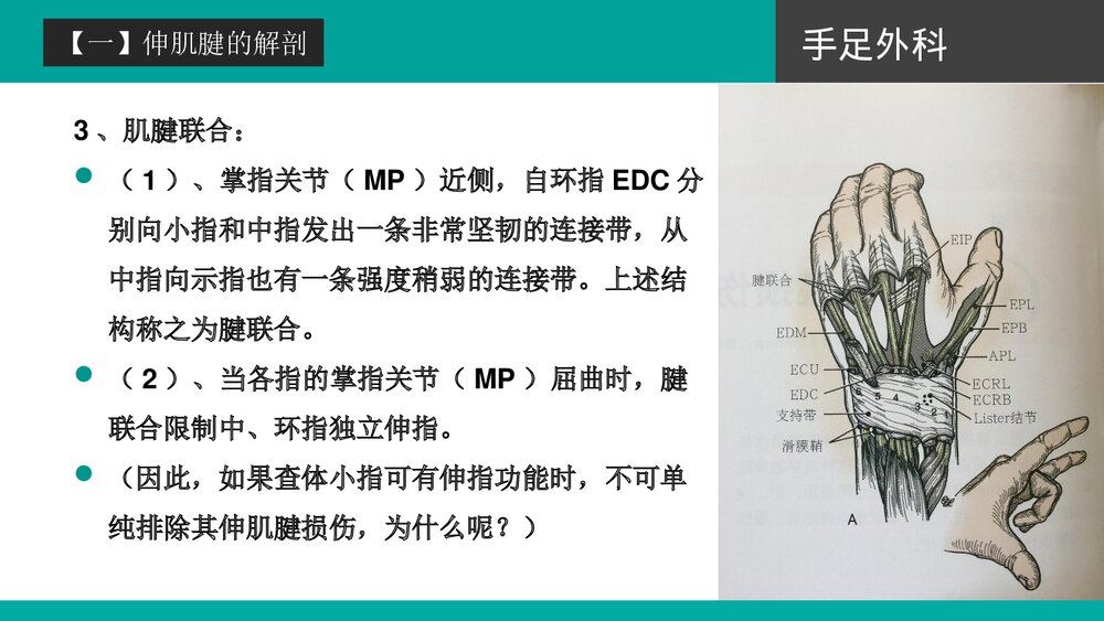 伸肌腱的损伤培训PPT课件下载(共42页·可编辑修改)7