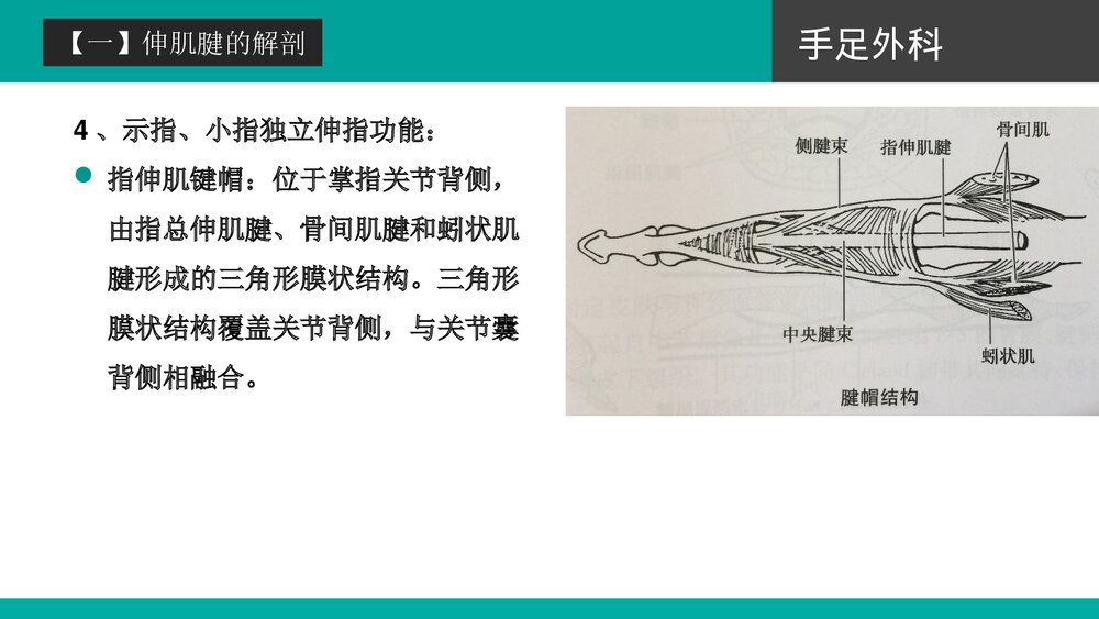 伸肌腱的损伤培训PPT课件下载(共42页·可编辑修改)9