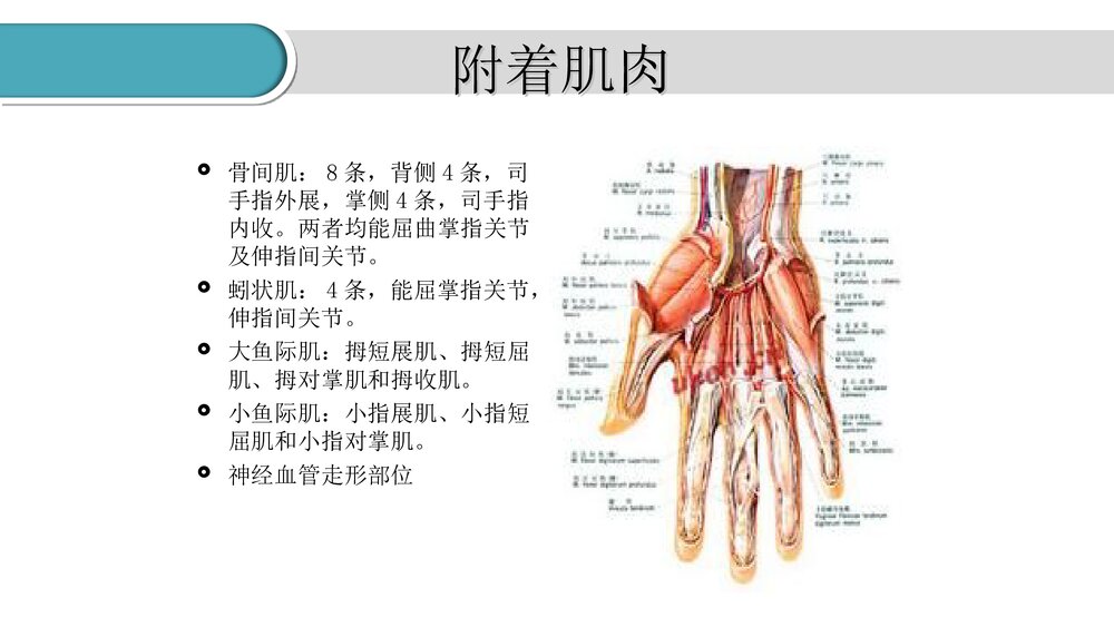 掌骨骨折的护理PPT课件(共23页·可编辑修改)5
