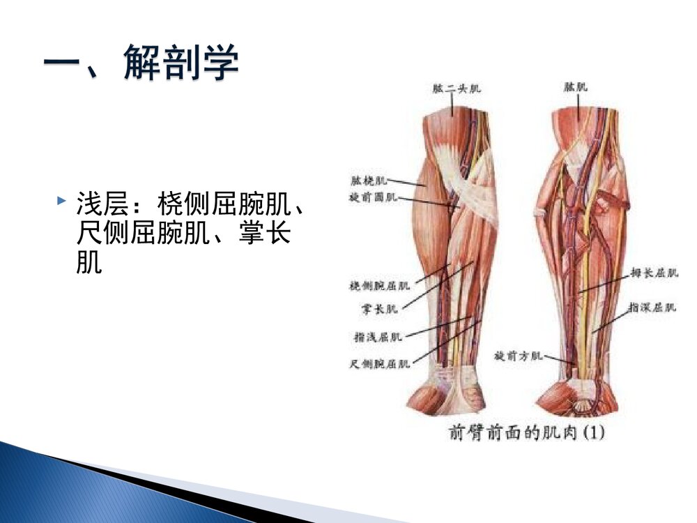 手部屈肌腱损伤康复课件PPT下载(共60页·可编辑修改)3