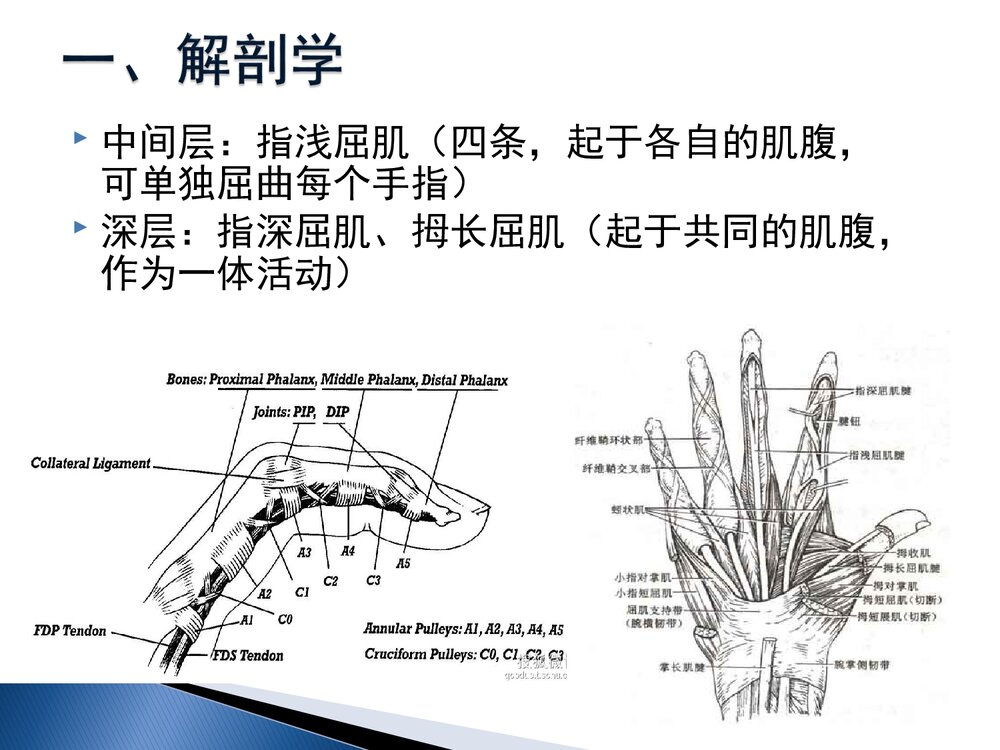 手部屈肌腱损伤康复课件PPT下载(共60页·可编辑修改)4