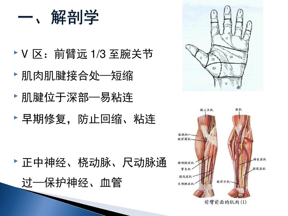 手部屈肌腱损伤康复课件PPT下载(共60页·可编辑修改)5