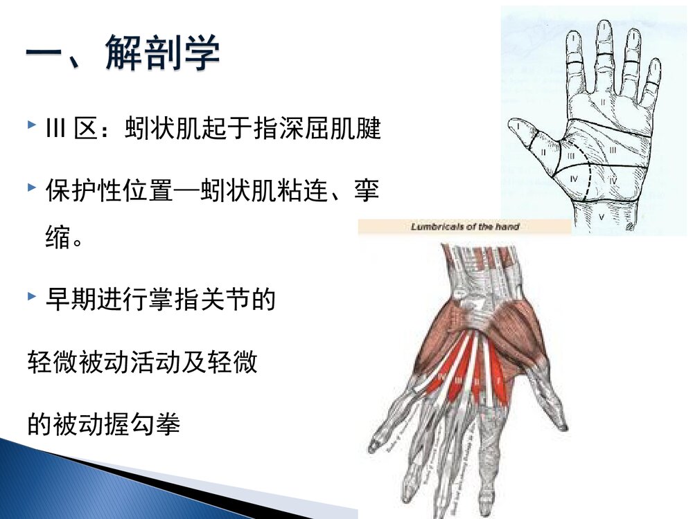 手部屈肌腱损伤康复课件PPT下载(共60页·可编辑修改)7