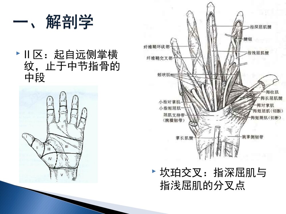 手部屈肌腱损伤康复课件PPT下载(共60页·可编辑修改)8