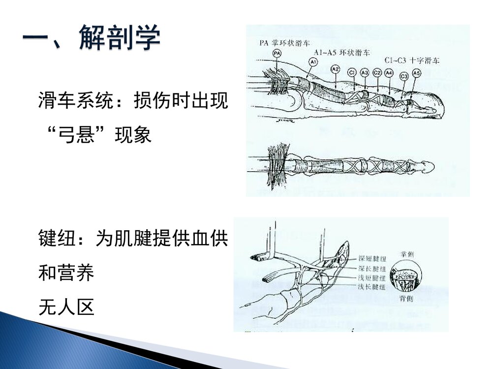手部屈肌腱损伤康复课件PPT下载(共60页·可编辑修改)9