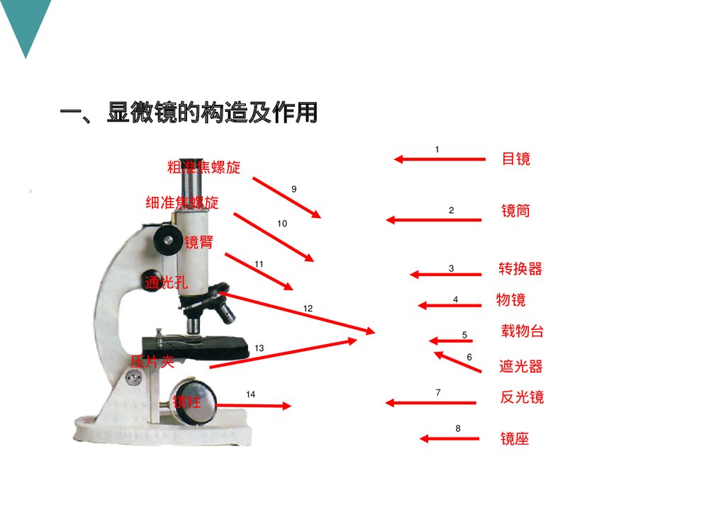 人教版初中七年级上册生物试验复习课件PPT下载4