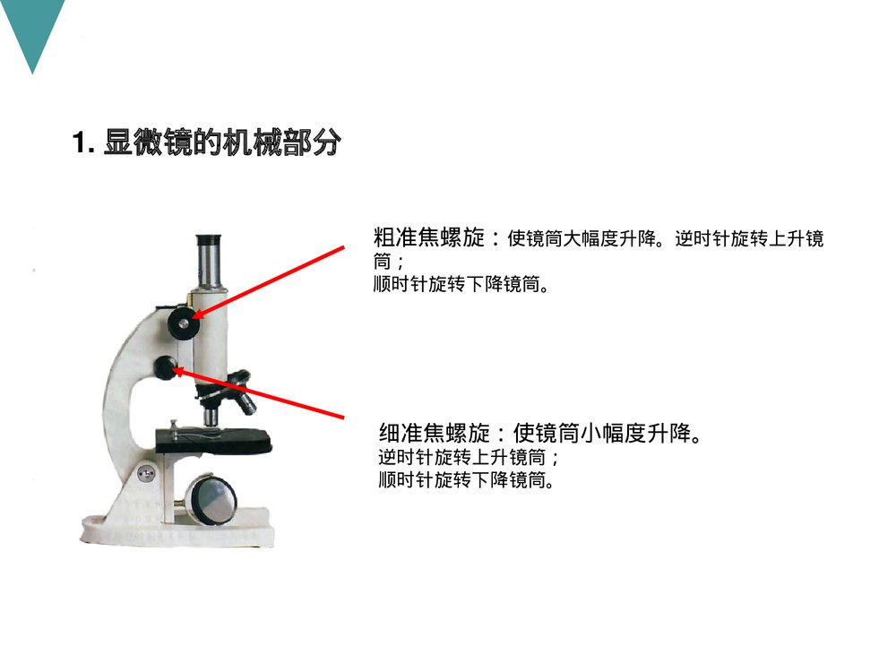 人教版初中七年级上册生物试验复习课件PPT下载5