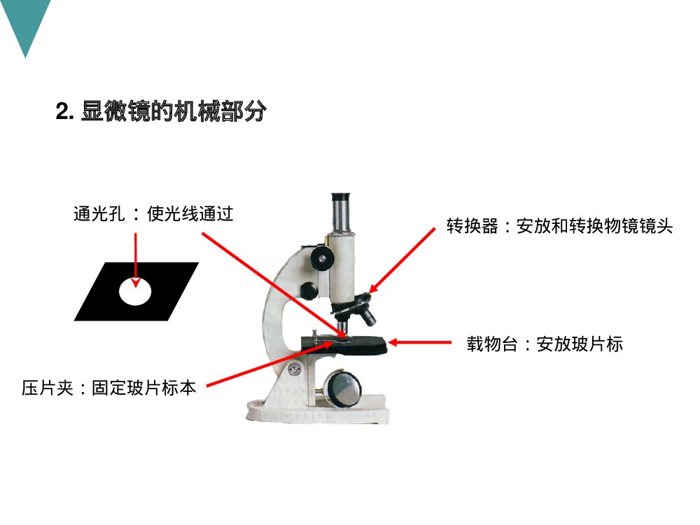 人教版初中七年级上册生物试验复习课件PPT下载6