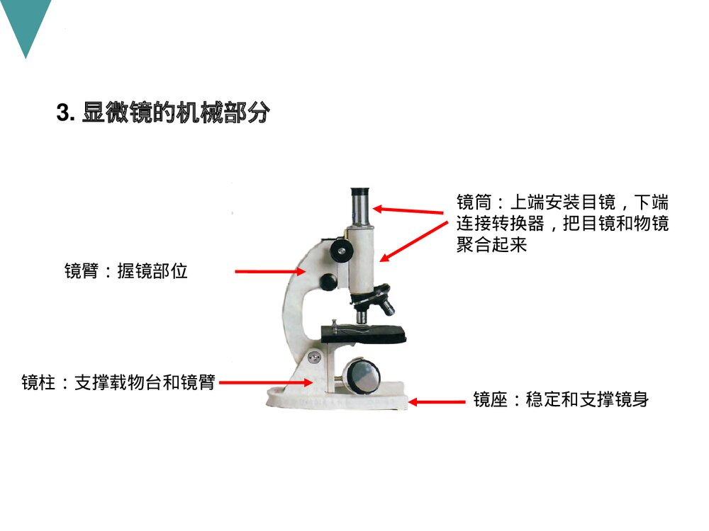 人教版初中七年级上册生物试验复习课件PPT下载7