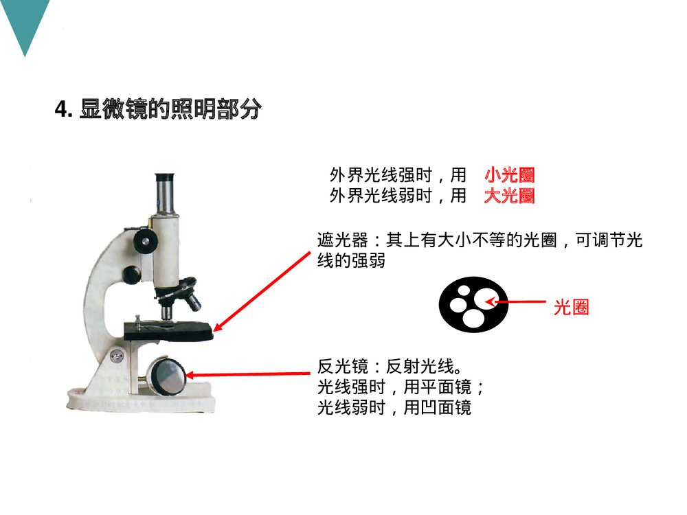 人教版初中七年级上册生物试验复习课件PPT下载8