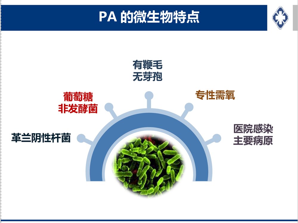 铜绿假单胞感染治疗策略PPT课件下载4