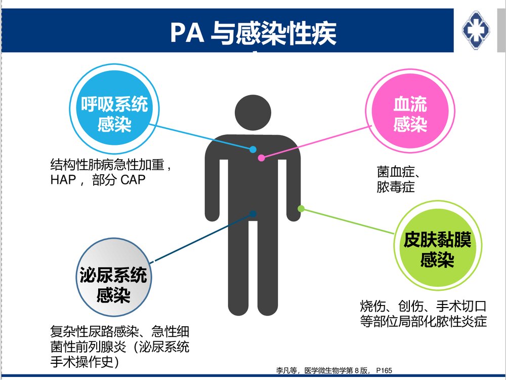 铜绿假单胞感染治疗策略PPT课件下载7