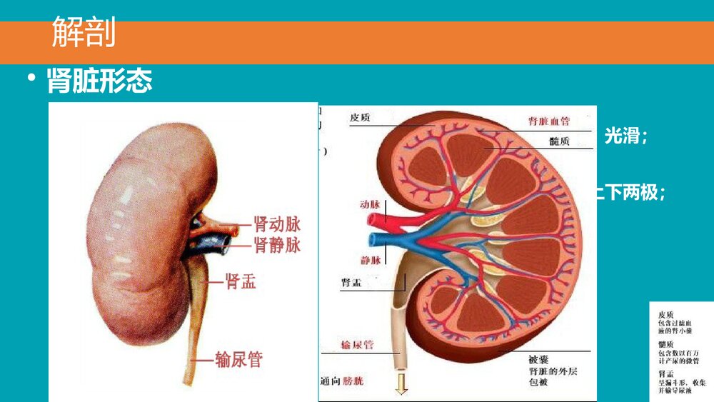 后腹腔镜下肾囊肿去顶减压术PPT课件下载(共33页·可编辑修改)6