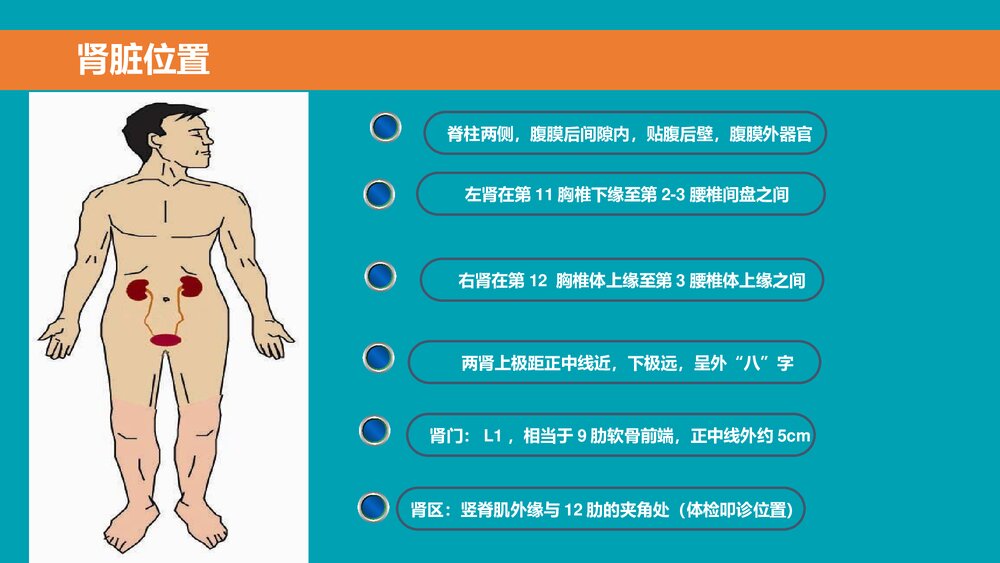 后腹腔镜下肾囊肿去顶减压术PPT课件下载(共33页·可编辑修改)7