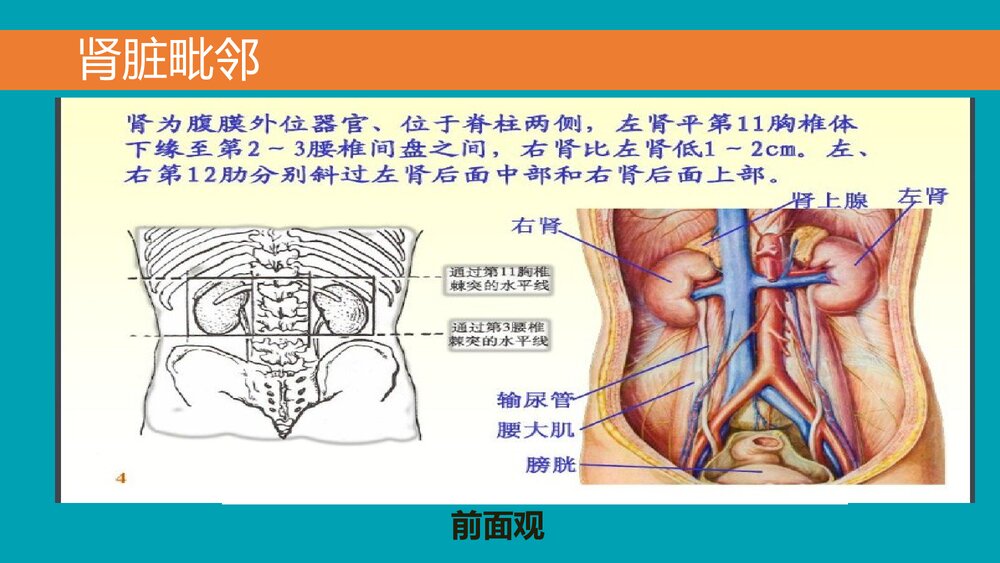 后腹腔镜下肾囊肿去顶减压术PPT课件下载(共33页·可编辑修改)8