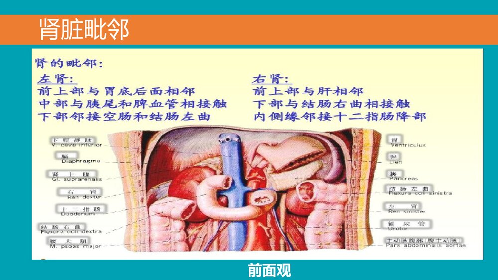 后腹腔镜下肾囊肿去顶减压术PPT课件下载(共33页·可编辑修改)9