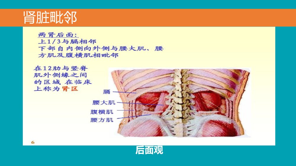 后腹腔镜下肾囊肿去顶减压术PPT课件下载(共33页·可编辑修改)10