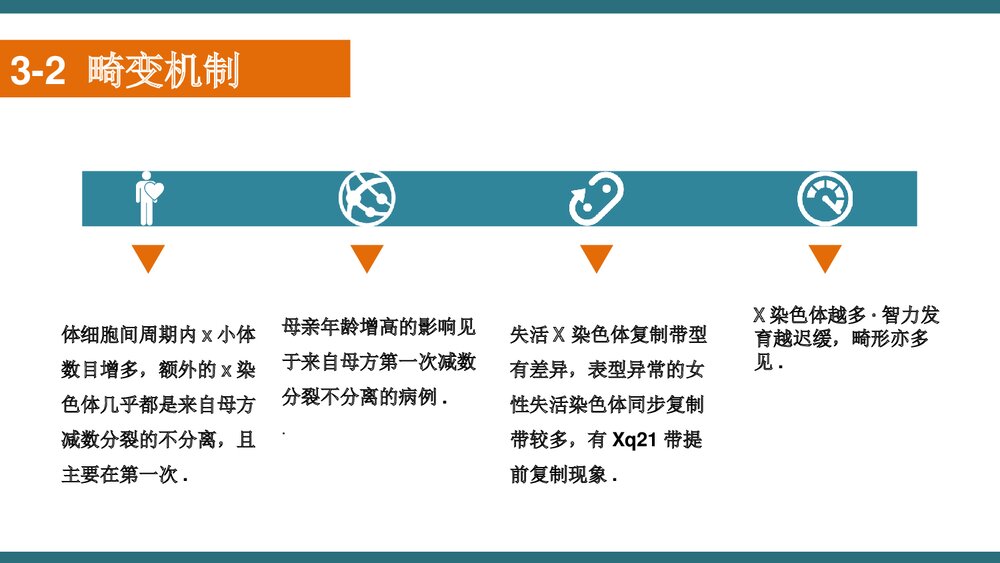 X三体综合征PPT课件下载(共21页·可编辑修改)7