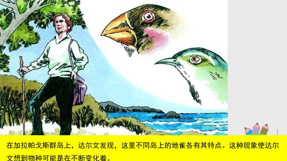 人教版八年级生物下册 画故事：达尔文和他的进化思想 教学课件PPT下载7