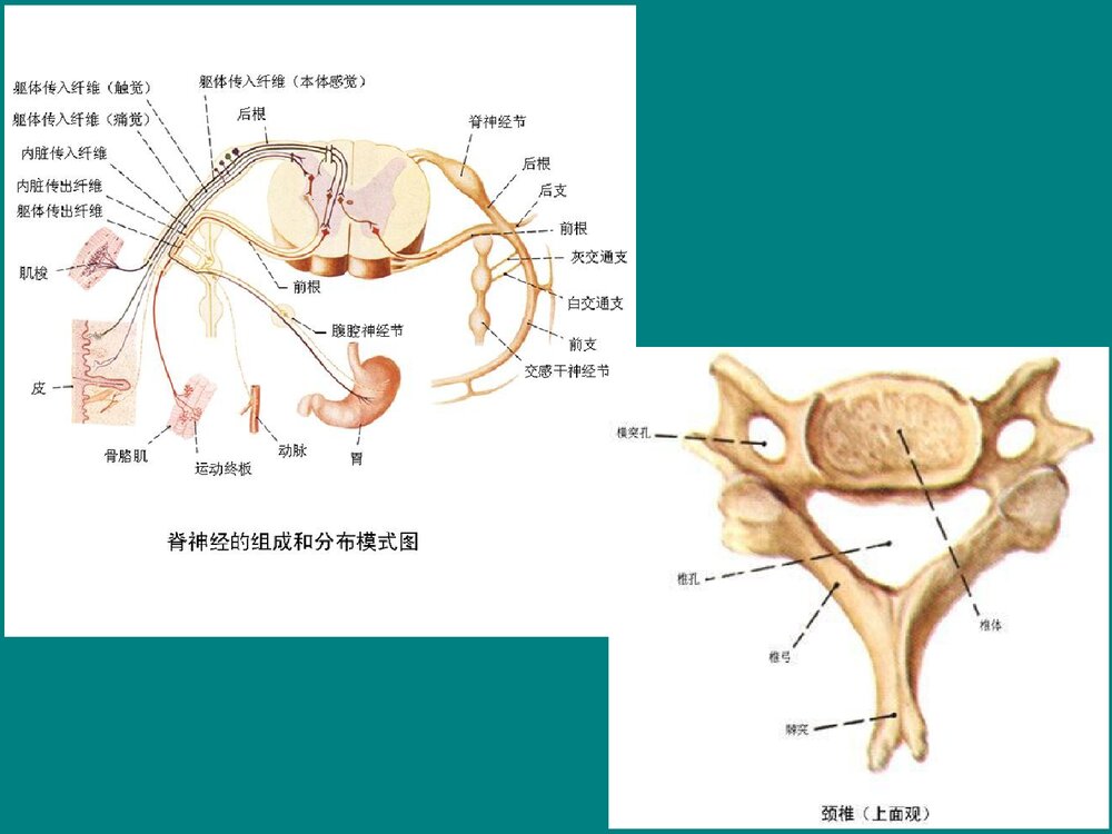 高位截瘫的急救与护理PPT课件下载5