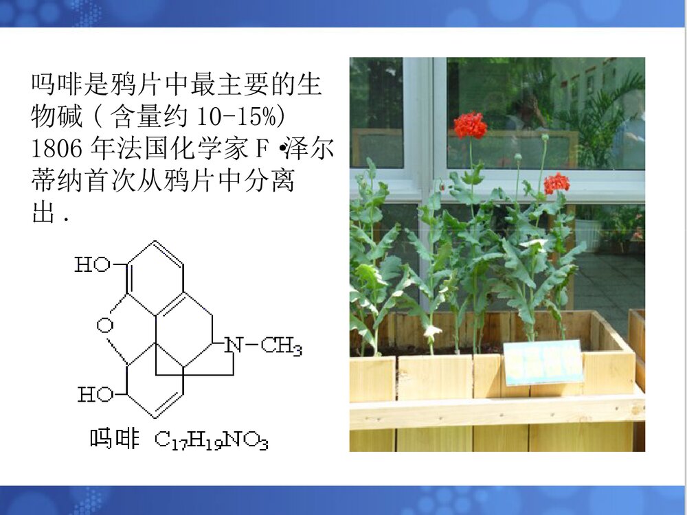 《天然药物化学基础》中专人卫版课件PPT下载8