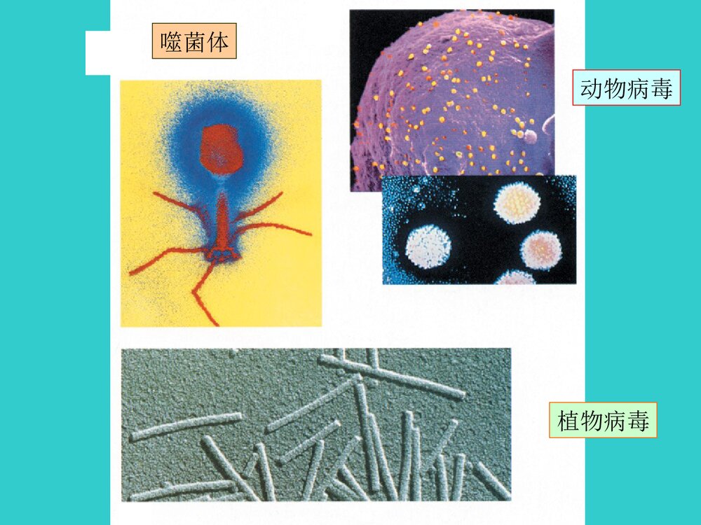 生物化学 第二章 蛋白质化学式课件PPT下载6