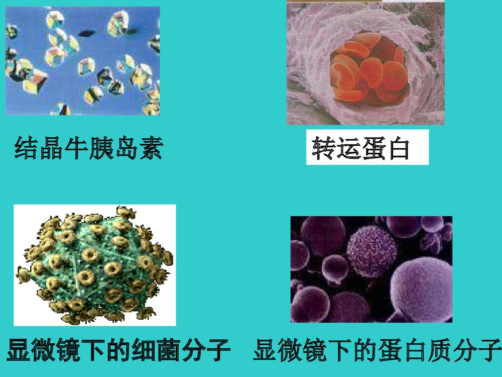 生物化学 第二章 蛋白质化学式课件PPT下载7